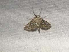 Elophila ekthlipsis