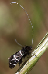 Adela trigrapha