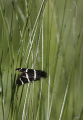 Adela trigrapha