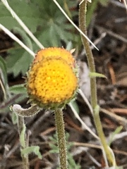 Erigeron aphanactis