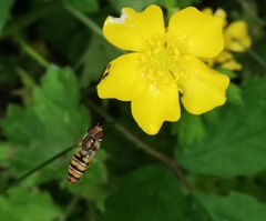 Episyrphus balteatus
