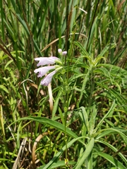 Physostegia angustifolia
