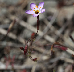 Leptosiphon ambiguus