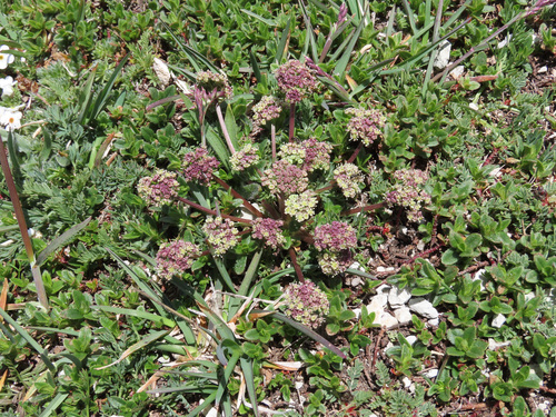 Trinia dalechampii, photograph 5