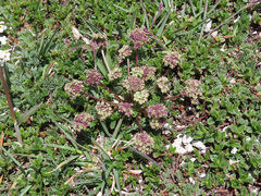 Trinia dalechampii