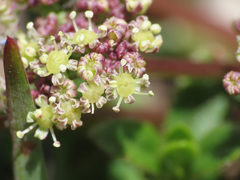 Trinia dalechampii
