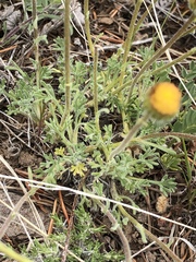 Erigeron aphanactis