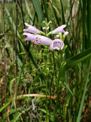 Physostegia angustifolia