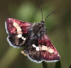 Microhelia angelica