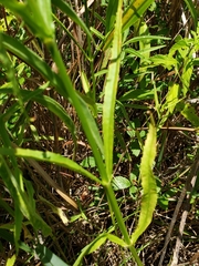 Physostegia angustifolia