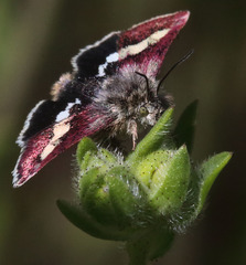 Microhelia angelica