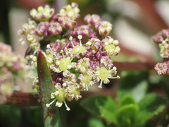 Trinia dalechampii