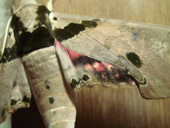 Adhemarius daphne daphne