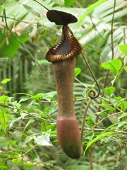 Nepenthes edwardsiana