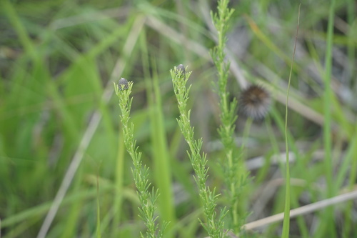Dalea purpurea