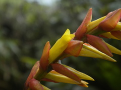 Guzmania plumieri
