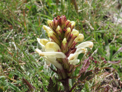 Pedicularis comosa