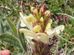 Pedicularis comosa