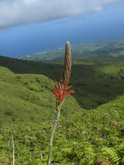 Pitcairnia spicata