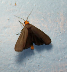 Gnamptonychia ventralis