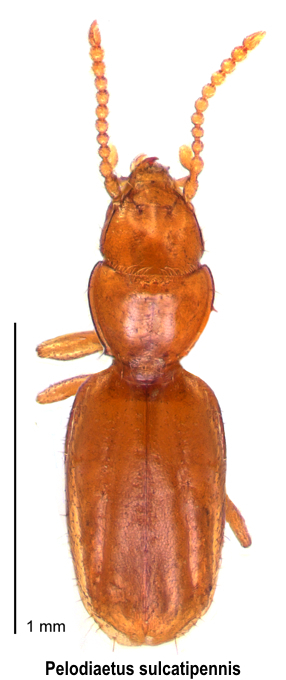 Pelodiaetus