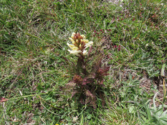 Pedicularis comosa