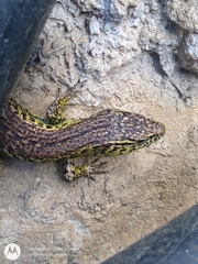 Abronia moreletii temporalis