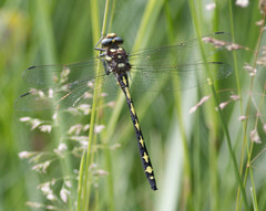 Cordulegaster obliqua