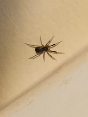 Phrurolithidae