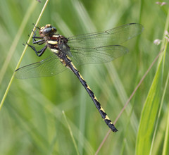 Cordulegaster obliqua