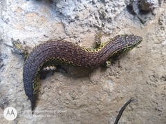 Abronia moreletii temporalis