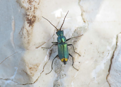 Clanoptilus italicus