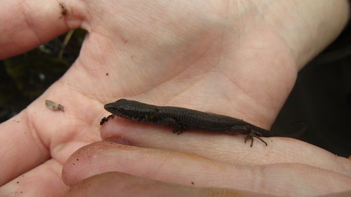 Two-banded Anadia, Anadia bitaeniata
