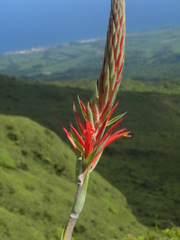 Pitcairnia spicata