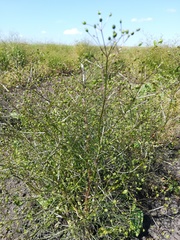Trinia multicaulis