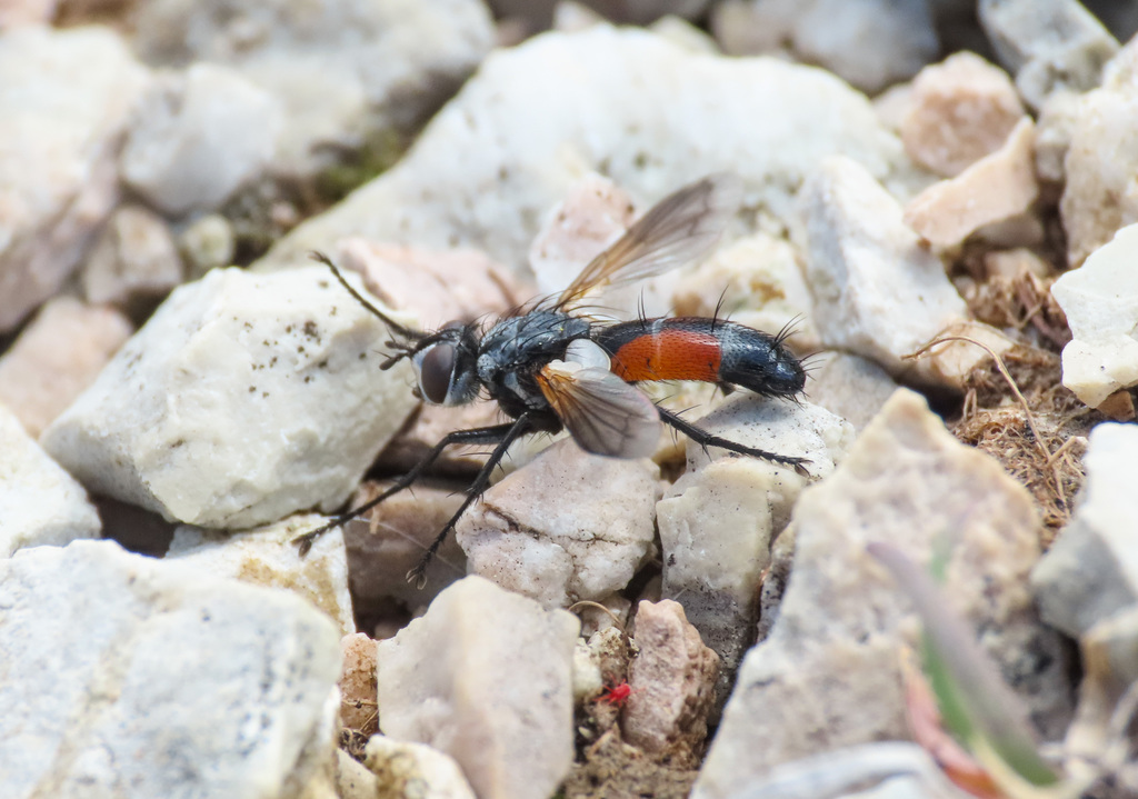 Cylindromyia brevicornis