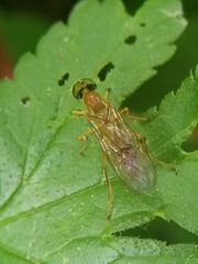 Ptecticus trivittatus