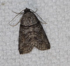 Calathusa hypotherma