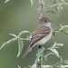 Willow Flycatcher - Photo (c) lizlovesnature, some rights reserved (CC BY-NC-ND), uploaded by lizlovesnature