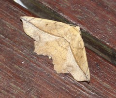 Polyacme dissimilis