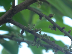 Pera arborea