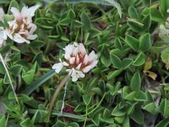 Trifolium thalii