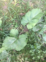 Arctium