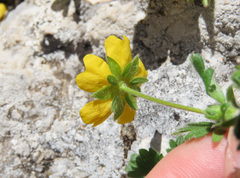 Potentilla crantzii