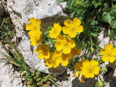 Potentilla crantzii