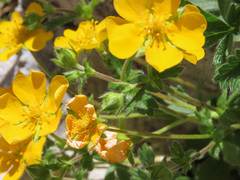 Potentilla crantzii