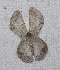 Pingasa cinerea