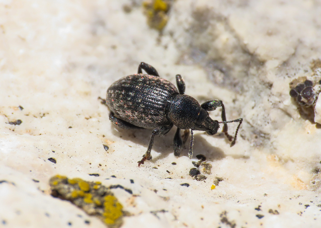 Otiorhynchus alpicola