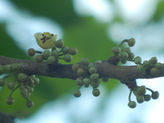 Pera arborea