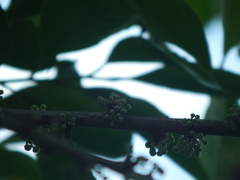 Pera arborea